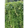 Herfstkleurende klimplant Parthenocissus Engelmannii op schutting