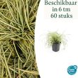 Beeld