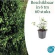 Beeld