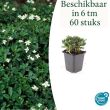 Beeld