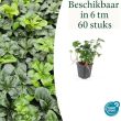 Beeld