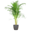 Areca palm Dypsis lutescens met sierpot grijs  Ø21