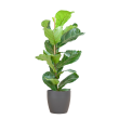ficus lyrata vioolbladplant 80cm viber sfeer viber pot grijs