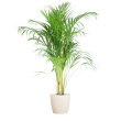 Areca palm Dypsis lutescens met sierpot wit Ø21