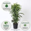 Drakenplant met voordelen