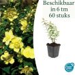 Beeld
