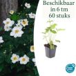 Beeld
