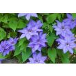 Clematis 'Jackmanii' in volle bloei met paarse bloemen