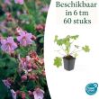 Beeld