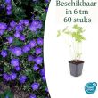 Beeld