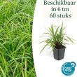 Beeld