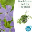 Beeld