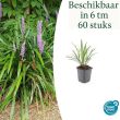 Beeld