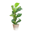 ficus lyrata vioolbladplant 80cm viber sfeer mand gestreept