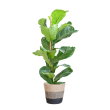 ficus lyrata vioolbladplant 80cm viber sfeer mand gestreept zwart