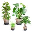 Plantenbox in Lissabon mand zwart-wit