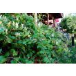Lonicera Halliana klimmend tegen een houten schutting