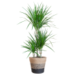 Dracaena Marginata met Lissabon mand zwart - 95cm - Ø21