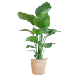 Strelitzia nicolai met Sofia mand naturel – 80 cm