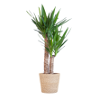 Yucca kamerplant in beige zeegras mand Sofia