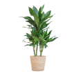 Dracaena Janet Lind met Sofia mand naturel