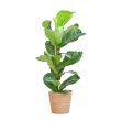 ficus lyrata vioolbladplant 80cm viber sfeer mand naturel