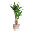 Duurzame Yucca kamerplant met jute Lissabon mand wit