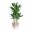 Dracaena Janet Lind met Lissabon mand wit