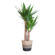 Yucca Palmlelie in zwarte jute plantenmand
