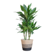 Dracaena Janet Lind met Lissabon mand zwart – 95 cm – Ø21