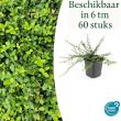 Beeld
