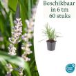 Beeld