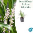 Beeld
