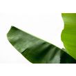 Groot groen blad van Bananenplant Musa