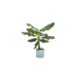 Bananenplant Musa 100 cm hoog met Elho Ocean Round Atlantisch blauw