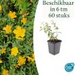 Beeld