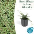 Beeld