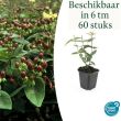 Beeld