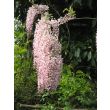 Wisteria floribunda Rosea met roze bloemtrossen in volle bloei