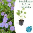 geranium rozanne