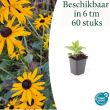 Beeld