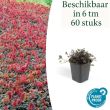 Beeld