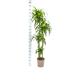 Drakenboom Hawaiian Sunshine Ø27cm hoogte 170-190cm