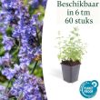 Beeld