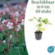 Beeld