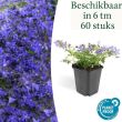Beeld