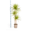 Dracaena Marginata Sunray kamerplant 130-150 cm statement plant