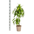 Drakenboom Hawaiian Sunshine Ø19cm hoogte 70-90cm