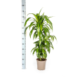 Drakenboom Hawaiian Sunshine Ø21cm hoogte 90-110cm