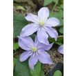 Close-up van een lila Clematis bloem